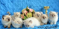 Superbes chatons siberiens loof pedigree hypoallergnique pure race