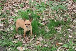Chihuahua poil court  lof petit gabarit
