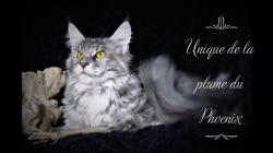 Chaton maine-coon loof disponibles