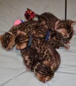 5 trs beaux bbs bengal