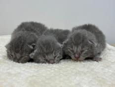 Chatons chartreux loof  rserver
