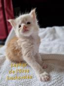 Adorables chatons maine coon loof  reserver