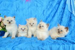 5 chatons siberien loof pedigree hypoallergnique authentique robuste