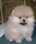 Chiots spitz 2 males   rserver