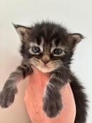 Adorable chaton maine coon loof mle loof