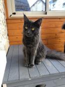 Maine coon femelle reproductrice bleue loof