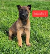 A rserver  3 chiots malinois