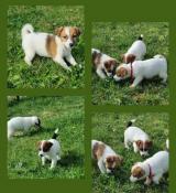 Apparence jack russell terrier femelles