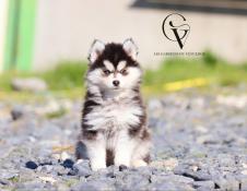 Sublime chiots apparence pomsky f3