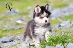 Sublimes chiots apparence pomsky f3