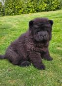 Chiots chow chow lof