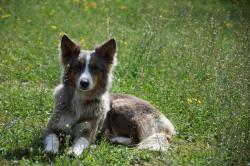 Chiots apparence border collie