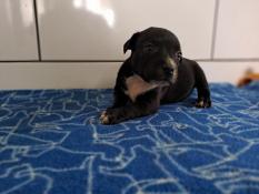 A rserver 2 magnifiques chiots staffies (staffordshire bull terrier)