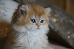 Beaux chatons british longhair loof
