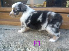 Chiots apparence berger american miniature