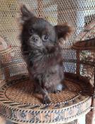 Chihuahua retrait d'levage  adopter