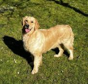 Golden retriever adulte femelle