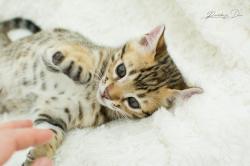 Superbes chatons bengal silver