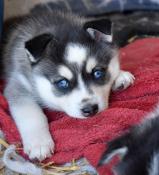 Chiots apparence pomsky f3+ qualit exceptionnelle