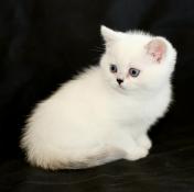 Magnifique femelle british shorthair seal silver shaded point yeux ble