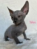 Adorables chatons sphynx loof