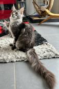 Chatons maine-coon loof