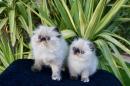 chatons Exotic Shorthair  rserver