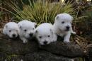 chiots West Highland White Terrier  rserver