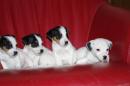 chiots Terrier Jack Russell disponibles