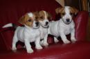 chiots Terrier Jack Russell disponibles