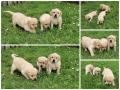 chiots Labrador disponibles