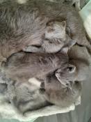 5 chattons chartreux