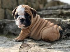 9 bulldogs anglais lof disponibles (2 mois)
