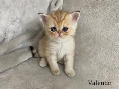 Chatons persan et exotic shorthair loof
