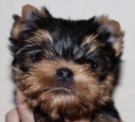 Chiot mle yorkshire terrier