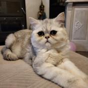 Togo, mle exotic shorthair black silver shaded loof