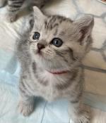 Superbes chatons british silver tabby