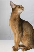 Adorable abyssins  reserver