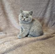 Chatons british shorthair loof fawn et fawn tortie