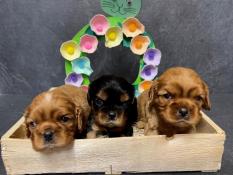Adorables cavalier king charles