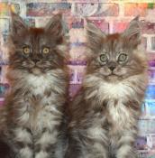 Chatons maine coon loof traditionnel et polydactyle