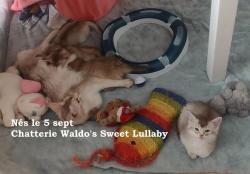 Adorables et tendres chatons somali waldo's sweet lullaby