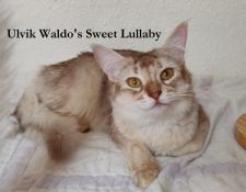 Ulvik, tendre et beau jeune chat somali waldo's sweet lullaby