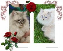 Adorables chatons siberiennes neva masquerade loof a reserver