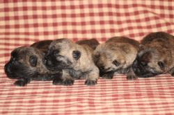 Chiots cairns terriers