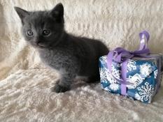 A  rserver adorables chatons chartreux loof