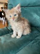 Vente chatons maine coon loof