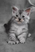 4 chatons maine coon loof