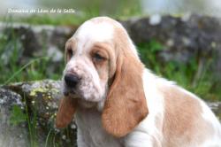 A reserver chiots basset hound selection sante beaute caractere