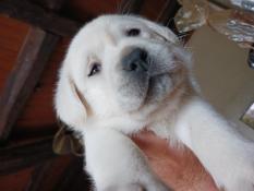 Chiots labradors  trs clairs